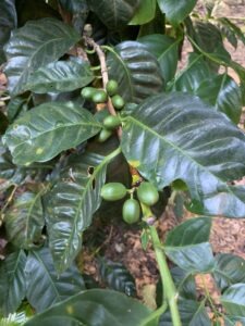 Siberia – Pacamara – Espresso